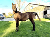Vente de cheval : Olympik de Gary
